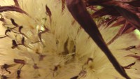 /album/itea-biologia/imga0262-jpg/