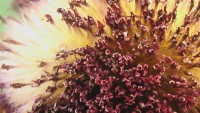 /album/itea-biologia/imga0393-jpg/