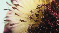 /album/itea-biologia/imga0395-jpg/