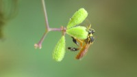 /album/itea-biologia/imga0446-jpg/