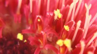 /album/itea-biologia/imga0731-jpg/